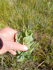 Eustoma russellianum