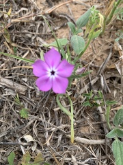 Phlox glabriflora