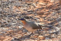 Uratelornis chimaera