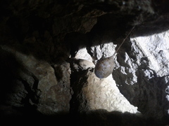Spelungula cavernicola