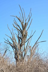 Didierea madagascariensis