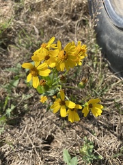 Senecio ampullaceus