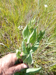 Eustoma russellianum