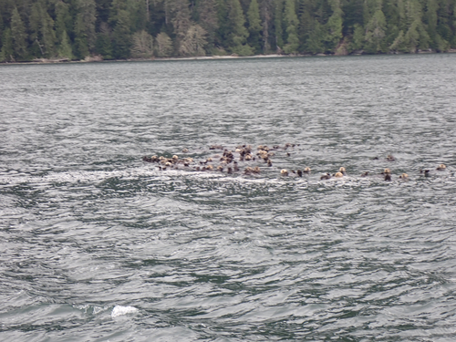 Northern Sea Otter observed by gnatty_