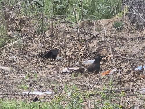 Common Grackle observed by stephpc