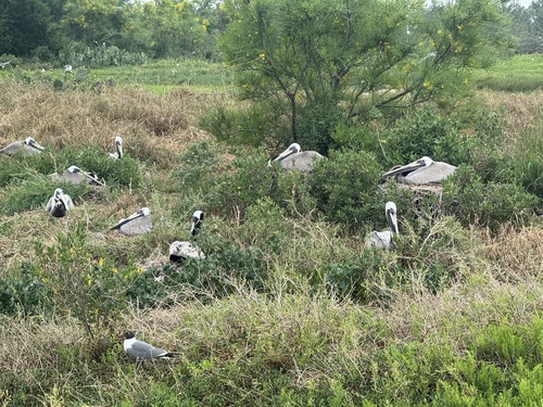 Brown Pelican observed by scottbuckel