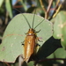 Cucarachas de la Madera - Photo (c) Martin Lagerwey, algunos derechos reservados (CC BY-NC-SA)