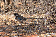 Uratelornis chimaera