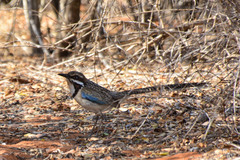 Uratelornis chimaera