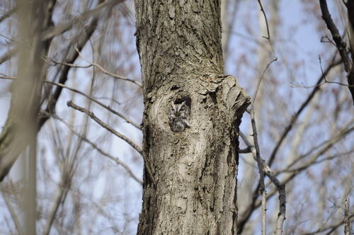 petit-duc maculé observed by dylan_delaval
