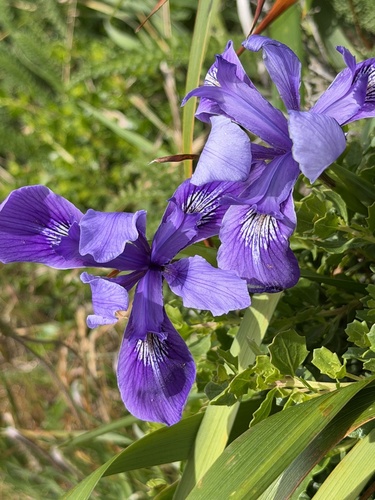 Iris douglasiana