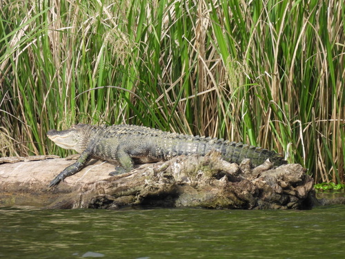 American Alligator observed by jesseholifield