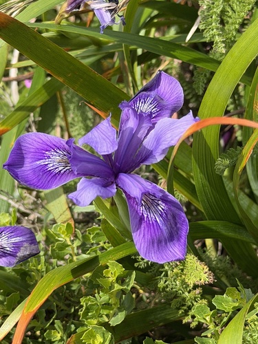 Iris douglasiana