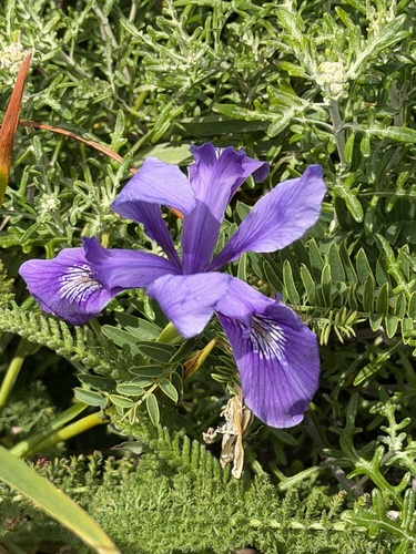 Iris douglasiana