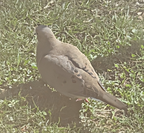Mourning Dove observed by bikerchic