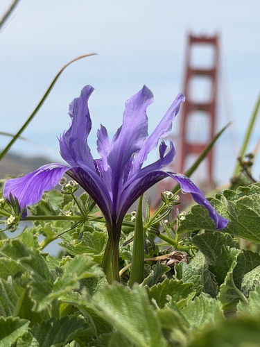 Iris douglasiana