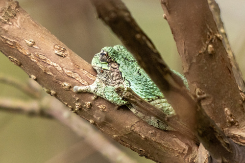 Gray Treefrog observed by ouwerkerke