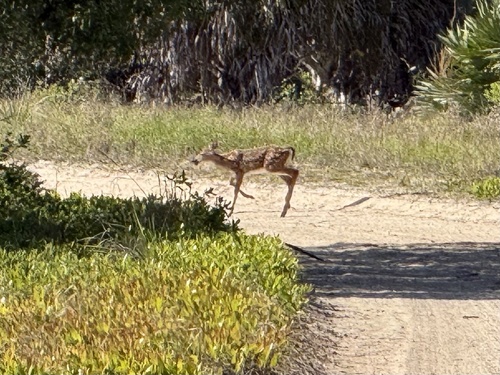 White-tailed Deer observed by larvalfishguy