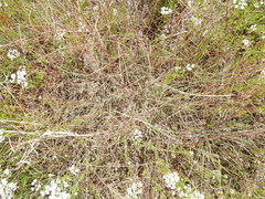 Schedonnardus paniculatus