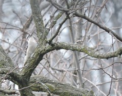 Dryobates pubescens pubescens