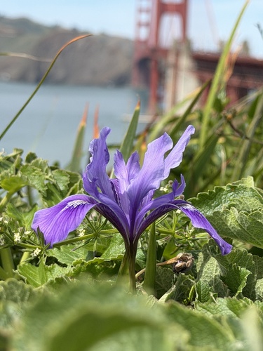 Iris douglasiana