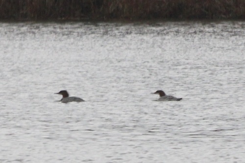 Common Merganser observed by jackbattle6
