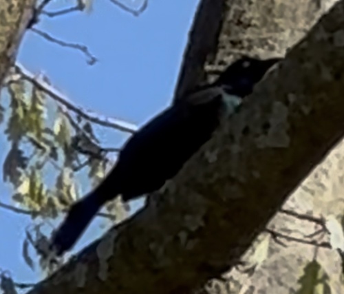 Common Grackle observed by jcutter