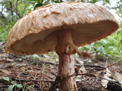 Amanita ochrophylla