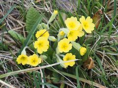 Primula × polyantha