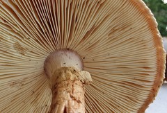 Amanita ochrophylla