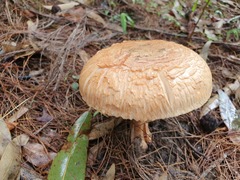 Amanita ochrophylla