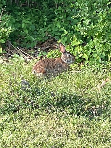 Eastern Cottontail observed by thewaggyz