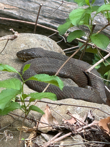 Common Watersnake observed by elizabethiransom