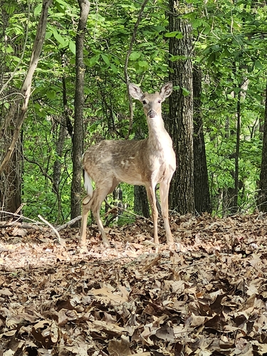 White-tailed Deer observed by losttownhiker