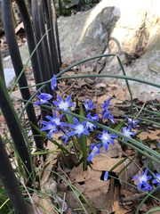Scilla luciliae
