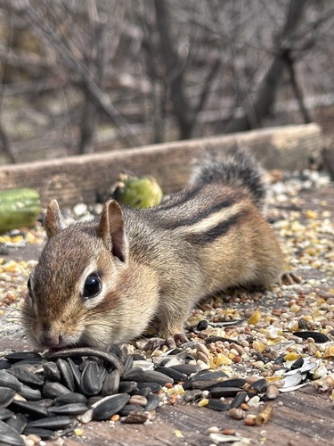 tamia rayé observed by the_canadian_explorer