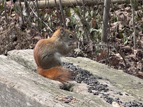 Écureuil roux américain observed by the_canadian_explorer
