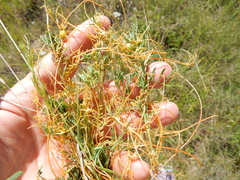 Cuscuta indecora