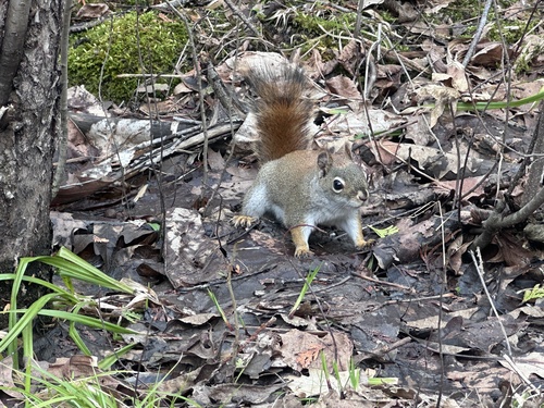 Écureuil roux américain observed by the_canadian_explorer