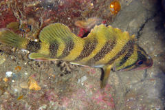 Sebastes serriceps