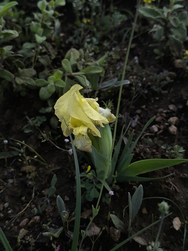 Iris reichenbachii, photograph 2