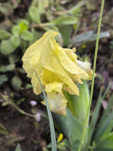 Iris reichenbachii, photograph 3