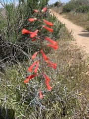 Penstemon subulatus