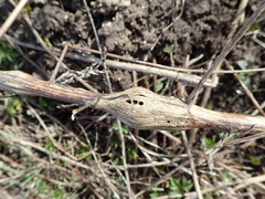 Lasioptera artemisiae