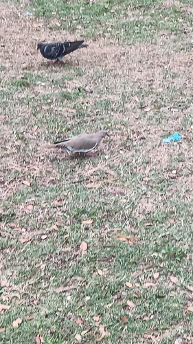 White-winged Dove observed by mattcolo26
