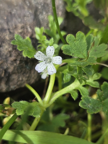 Nemophila pedunculata