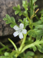author not stated, no rights reserved Nemophila pedunculata, photograph author not stated, no rights reserved