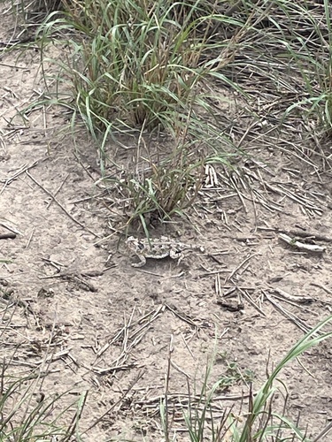 Texas Horned Lizard observed by yanezderek03