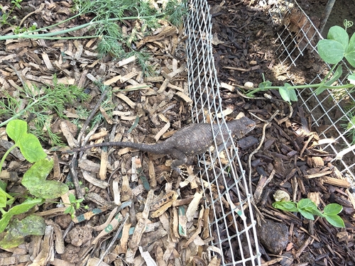 Western Fence Lizard observed by axarus