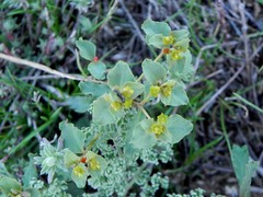 Euphorbia undulata